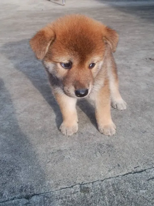 格安犬と里親募集犬の子犬販売