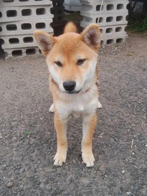 格安犬と里親募集犬の子犬販売