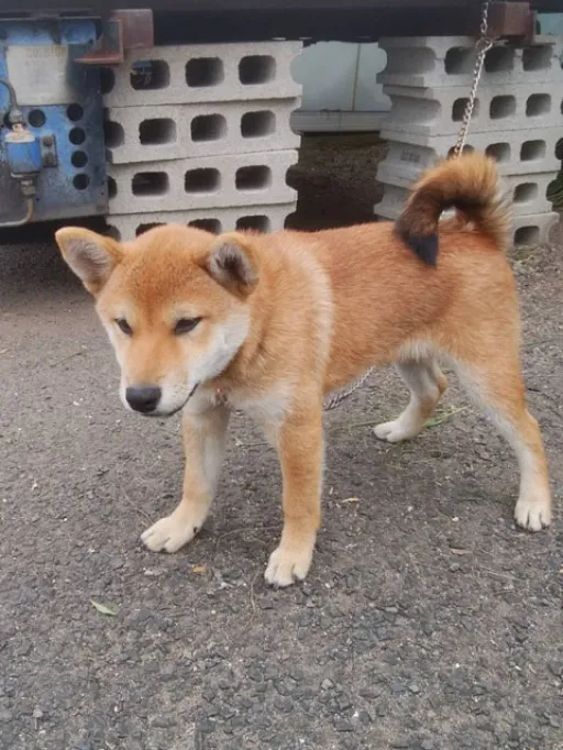 格安犬と里親募集犬の子犬販売