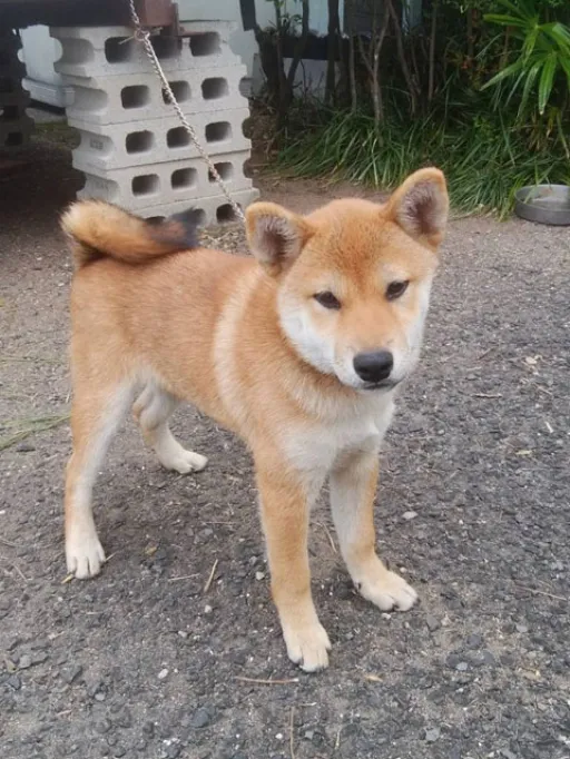 柴犬のサムネイル画像4