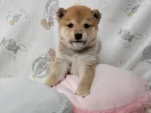 柴犬