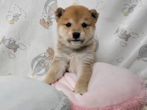 柴犬の子犬販売