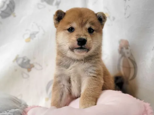 柴犬の子犬販売