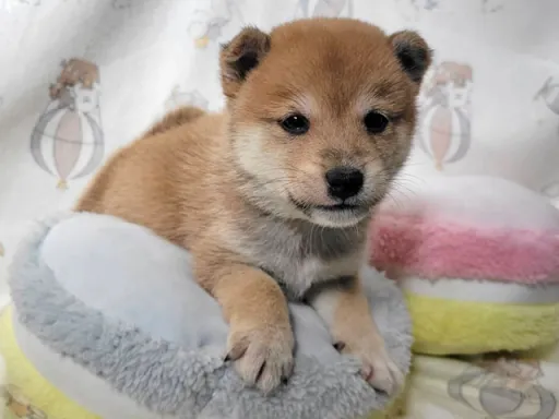 柴犬の子犬販売