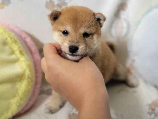 柴犬の子犬販売