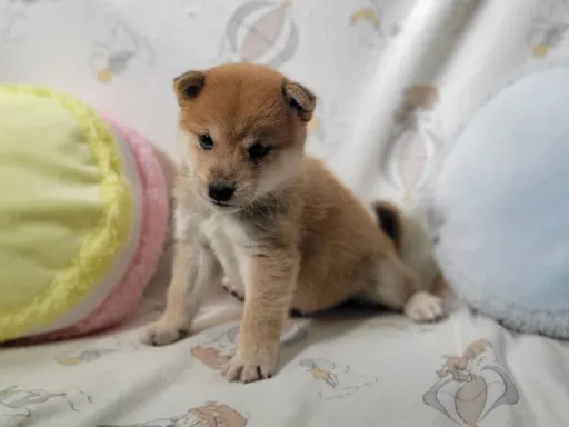 柴犬の子犬販売