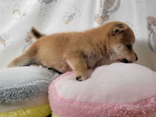 柴犬の子犬販売