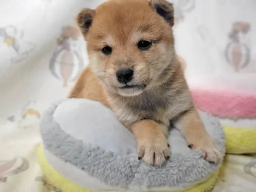 柴犬の子犬販売