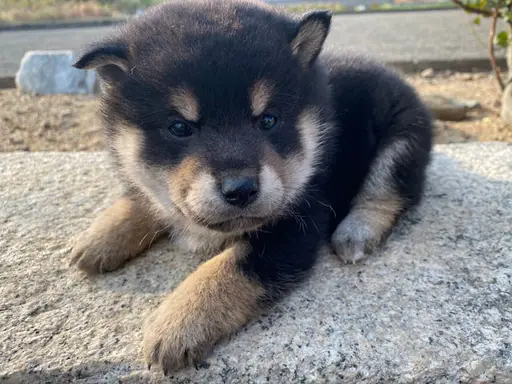 柴犬の子犬販売