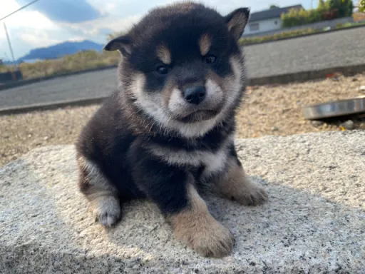 柴犬の子犬販売