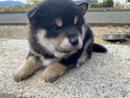 柴犬の子犬販売