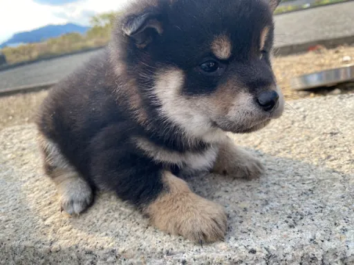 柴犬の子犬販売