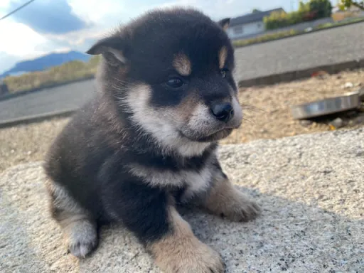 柴犬の子犬販売