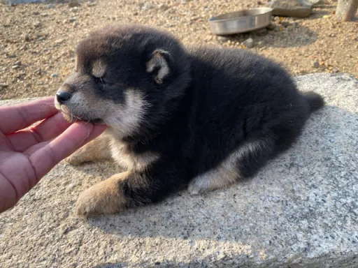 柴犬の子犬販売