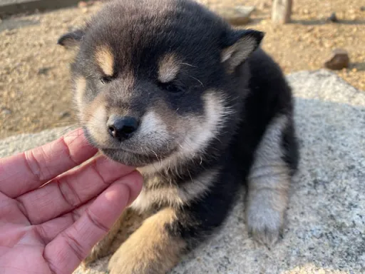 柴犬の子犬販売