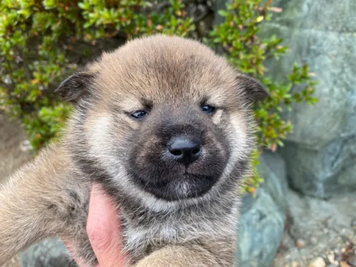 柴犬の子犬販売