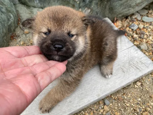 柴犬の子犬販売