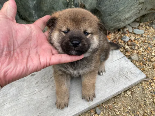 柴犬の子犬販売