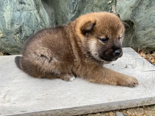 柴犬の子犬販売