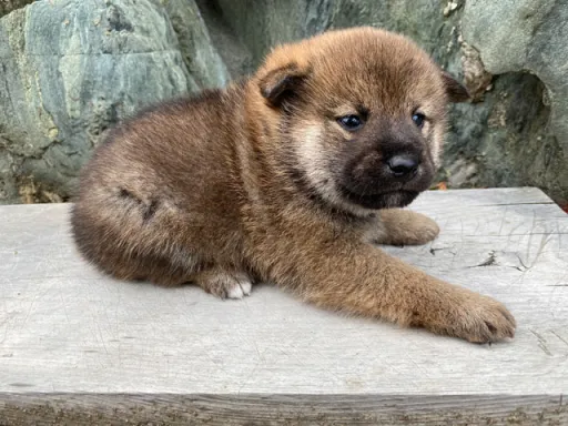 柴犬の子犬販売