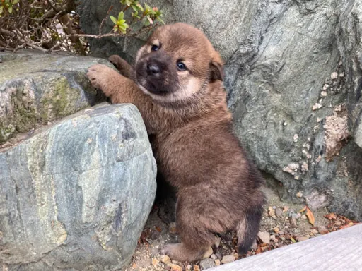 柴犬の子犬販売