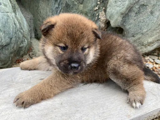 柴犬の子犬販売