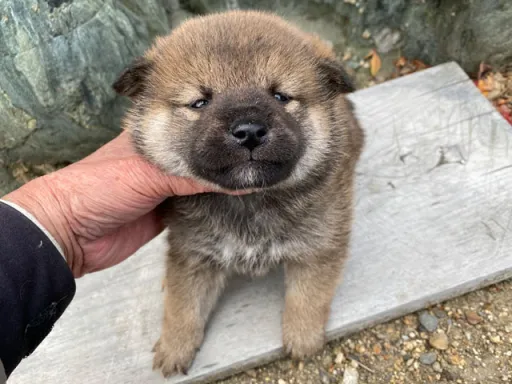 柴犬の子犬販売