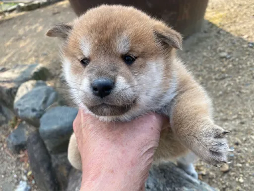 柴犬の子犬販売