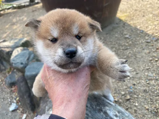 柴犬の子犬販売