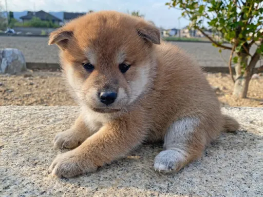 柴犬の子犬販売