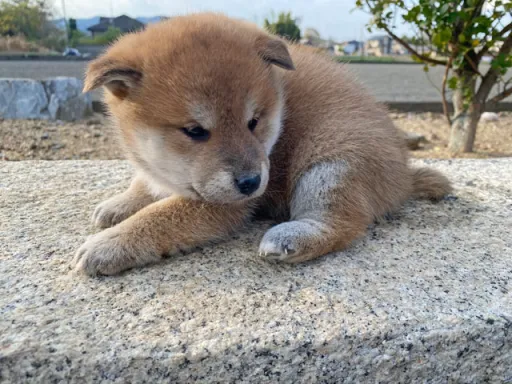 柴犬の子犬販売