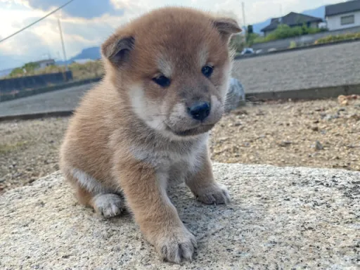 柴犬の子犬販売