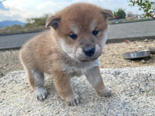柴犬の子犬販売