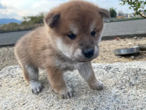 柴犬の子犬販売