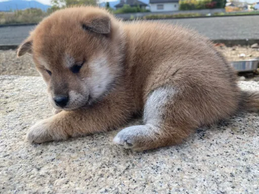 柴犬の子犬販売