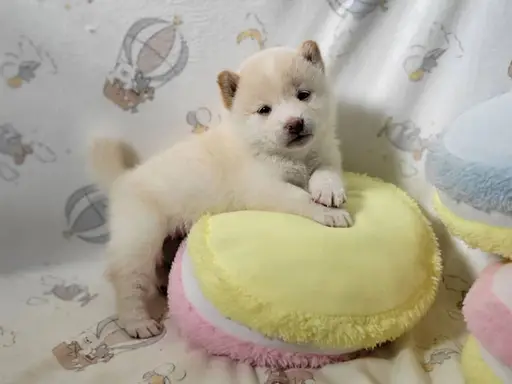 柴犬の子犬販売