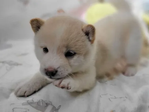 柴犬の子犬販売
