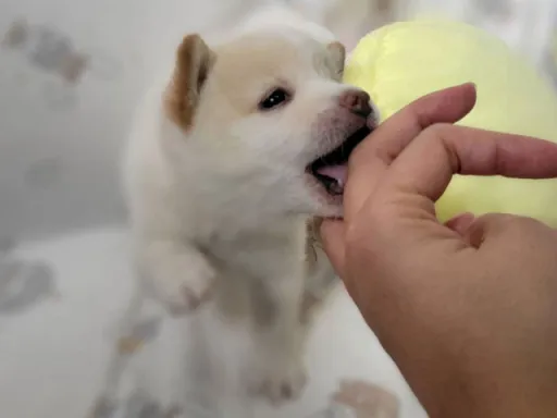 柴犬の子犬販売