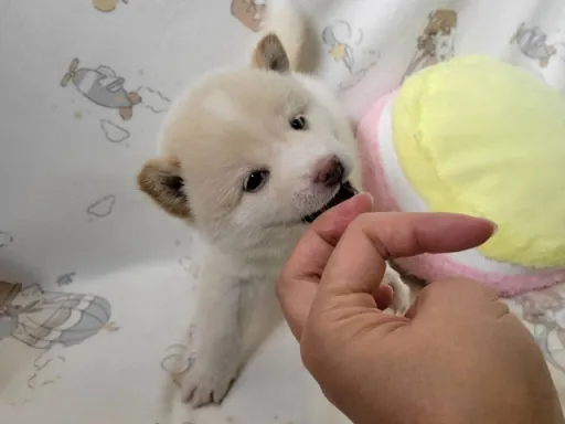 柴犬の子犬販売