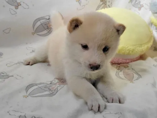 柴犬の子犬販売