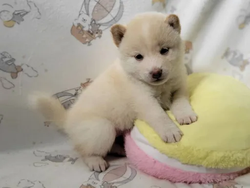 柴犬の子犬販売