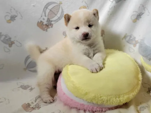 柴犬の子犬販売