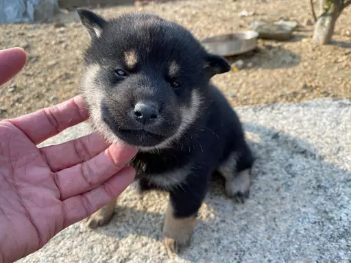 柴犬の子犬販売