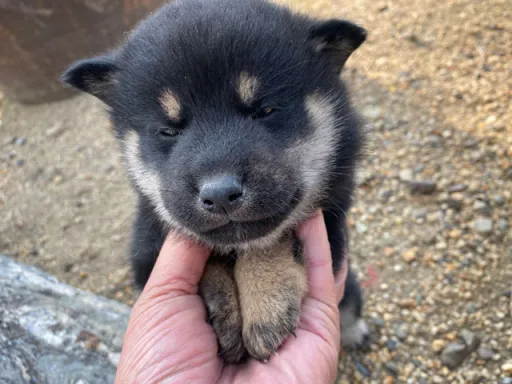 柴犬の子犬販売