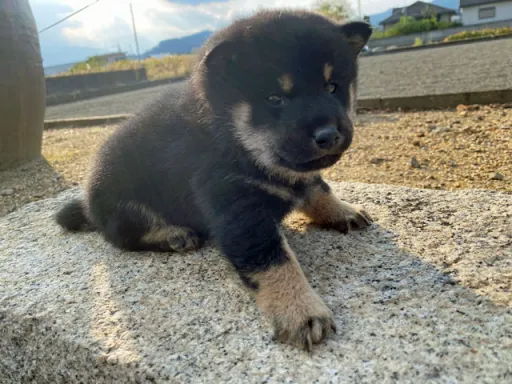 柴犬の子犬販売