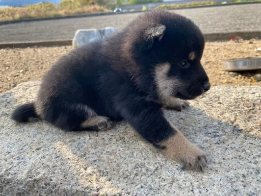 柴犬の子犬販売