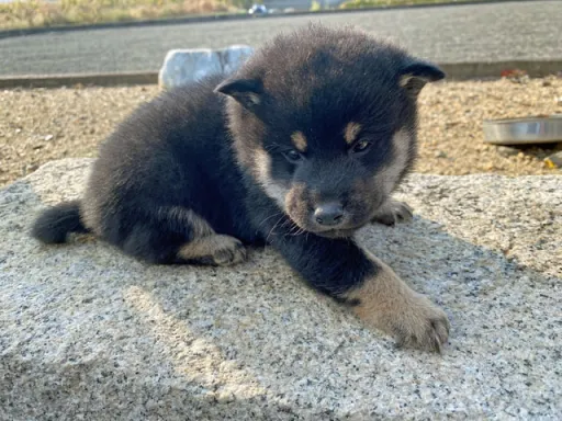 柴犬の子犬販売