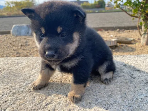 柴犬の子犬販売