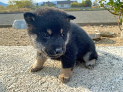 柴犬の子犬販売