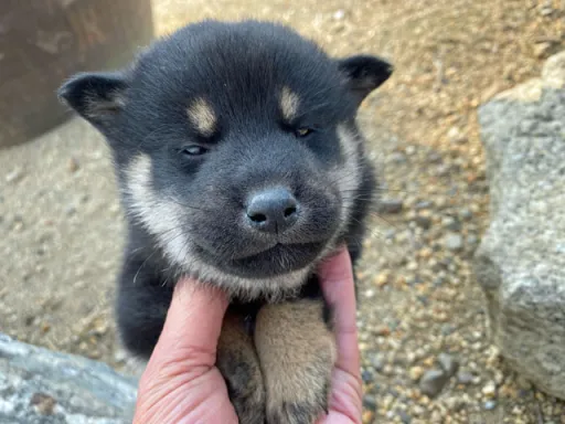 柴犬の子犬販売